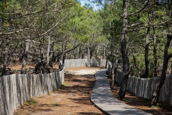 Ahşap kum yolu Pines Ormanı 'ndan Büyük Crohot Sahili' ne Gironde Fransa 'daki Büyük Gelincik Deniz Atlantik Sahili' nde.