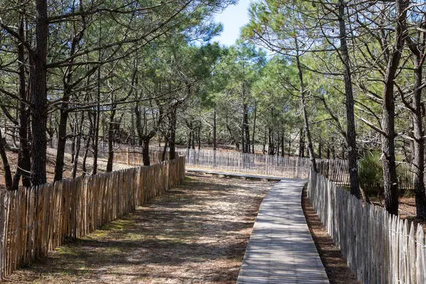 Grand crohot Pine Ormanı okyanus kumlu patikasına okyanus kıyılarına ahşap çitlere erişir.