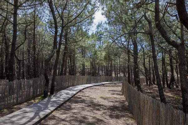 le grand crohot ahşap patika orman erişimi okyanus kumlu patika çit ahşap okyanus sahili Atlantik deniz kıyıları