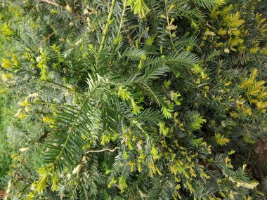 Yoğun, gür yeşil eğreltiotu yapraklarından oluşan bir halı, ince detaylarıyla detaylandırılmış yapraklardan oluşan karmaşık desenler ve dokularla daldırıcı bir doğal duvar halısı oluşturuyor..