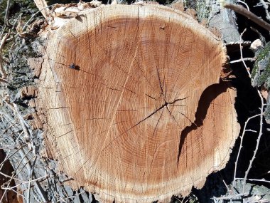 Bu fotoğraf, testereyle kesilmiş bir ağaç gövdesinde bulunan karmaşık desenleri ve dokuları gösteriyor. Kahverengi ve gri renklerin farklı tonları soyut bir sanat oluşturan çatlaklar, oyuklar ve çizgilerle görsel olarak çarpıcı ve organik bir bileşim oluşturur.