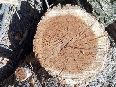 Bu fotoğraf, testereyle kesilmiş bir ağaç gövdesinde bulunan karmaşık desenleri ve dokuları gösteriyor. Kahverengi ve gri renklerin farklı tonları soyut bir sanat oluşturan çatlaklar, oyuklar ve çizgilerle görsel olarak çarpıcı ve organik bir bileşim oluşturur.