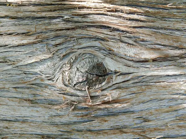 A detailed close-up photograph of the intricate patterns and varied shades of aged tree bark. The twisted, cracked surface creates an abstract, sculpted landscape that reveals the artistic qualities of nature through its organic textures and natural