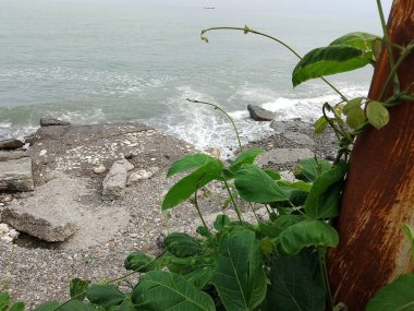 Bu görüntü, kıyı bitkisinin narin güzelliğini yakalar. Arkasındaki engin okyanusun aksine pembe tomurcuklarla bezenmiş canlı yeşil bir bitki. Yumuşak çakıl taşlarından oluşan bir yatakta büyüyen bitki, yukarı doğru uzanır.