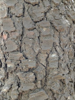 Bu resim ağaç kabuğunun karmaşık dokusunu çok ince detaylarla yakalar. Doğal desen, engebeli, koyu dış katmanlar ve daha yumuşak, daha açık iç katmanlar arasındaki kontrast tarafından vurgulanır. Her yarık ve sırt büyümenin hikayesini anlatıyor.