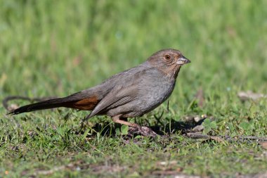 California Towhee has dirt stuck to beak while foraging along the estuary ground for food to eat.
