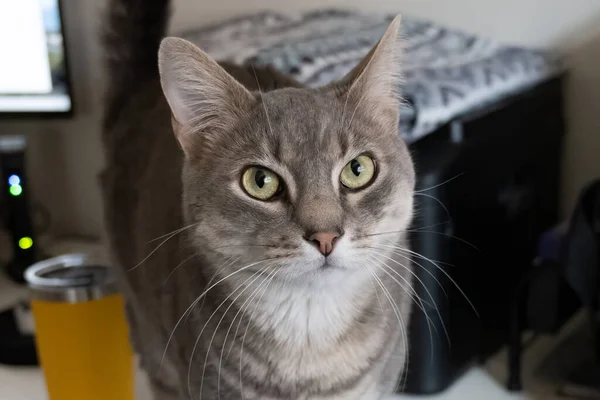 Grå Tabby Inomhus Sällskapsdjur Katt Användande Den Stor Öga Till — Stockfoto