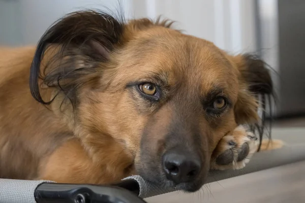 Karışık Cins Corgy Köpeği Sabırla Yatağında Meraklı Gözlerle Bekliyor — Stok fotoğraf