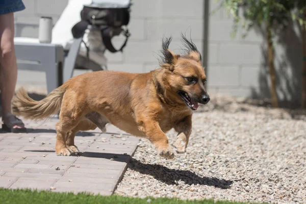 Energetic Corgy Dog Short Legs Leaping Backyard Patio Play Time — Stock Photo, Image