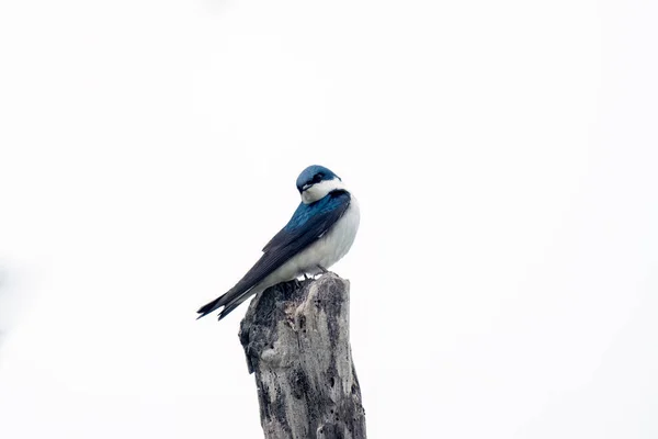 バーンツバメ鳥が頭を完全にオフになっている一方 デッドウッドの木に腰掛けて — ストック写真
