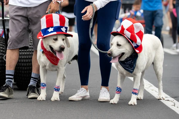 Aile Beyaz Işçi Köpekleri Geçit Töreninde Yürürken Temmuz Kostümü Giyerler — Stok fotoğraf