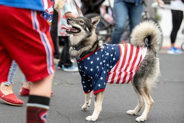 家养的哈士奇狗在游行街上散步时穿着7月4日的服装 — 图库照片