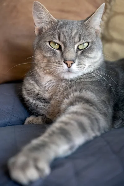 Szary Kot Tabby Wygodnie Odpoczywa Zwracając Uwagę Kłopoty — Zdjęcie stockowe