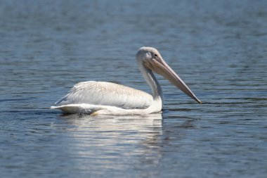 Mevsimlik beyaz pelikan haliçteki yansımasıyla birlikte yüzey boyunca yüzer..