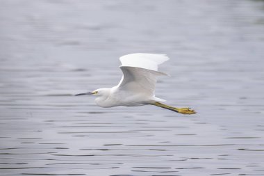 Karlı Beyaz Akbalıkçıl, kanat uçlarıyla güneşli gölet su yüzeyinde uçuyor..