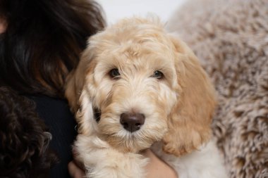 Sarışın labrador yavrusu köpek meraklı gözlerle kanepede oturuyor..