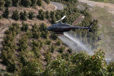 Avokado ağaçlarının üzerinden uçan tarım helikopteri yaprakların üzerine yerleşecek böcek ilacı buharı bırakıyor..