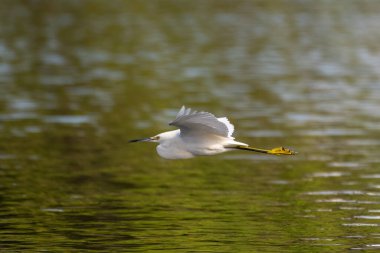 Karlı beyaz balıkçıllı su kuşları tuzlu lagün su yüzeyinde kanatlarını açarak süzülür..