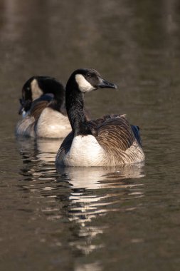 Bir grup Kanada kazları gölet su yüzeyinde süzülürken dikkatli olup tehlikelere karşı tetikte olurlar..
