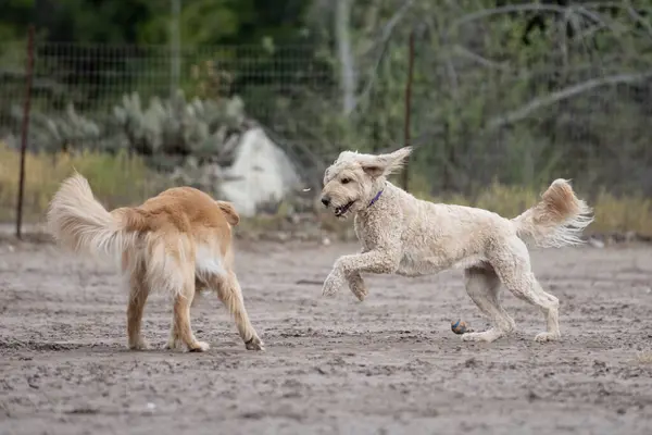 Anxious American Standard Poodle dog runs circles around golden retriever friend in an attempt to entice play.
