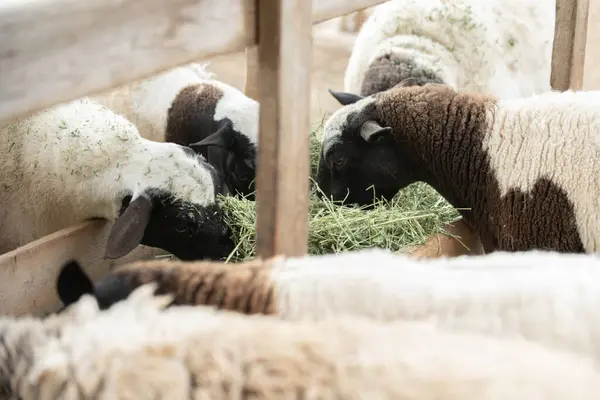 Sheep of the livestock ranch are eating the hay out of the food trough at dinner time.