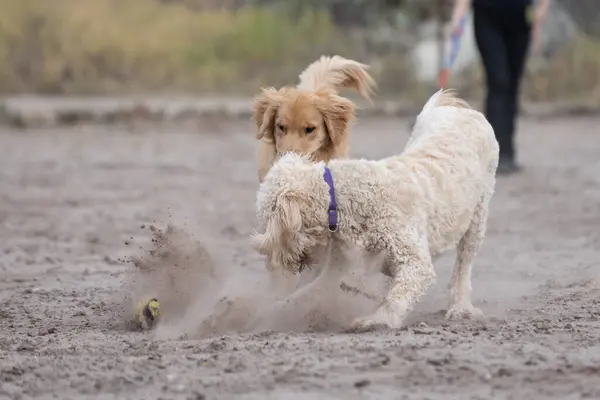 American Standard Poodle Perro Amigo Golden Retriever Hacen Una Enorme Imagen de stock