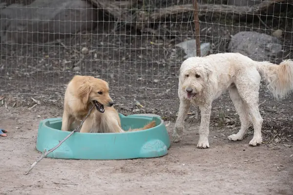 Besorgter Amerikanischer Standard Pudelhund Beobachtet Golden Retriever Freund Der Kleinem Stockbild