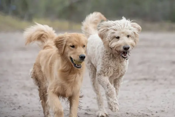 Amerykański Standardowy Pies Pudel Przyjaciel Golden Retriever Biegają Wzdłuż Siebie Zdjęcia Stockowe bez tantiem