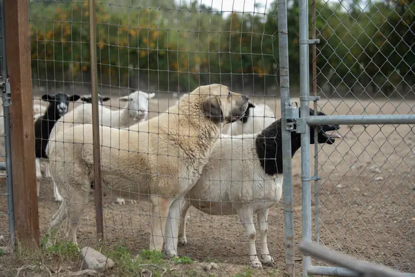 Schafe Der Viehfarm Werden Von Dem Anatolischen Hund Geschützt Der lizenzfreie Stockfotos