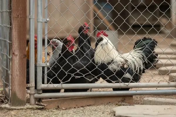 Kilka Kurczaków Jest Zgrupowanych Pobliżu Bramy Klatki Oczekiwaniu Czas Karmienia Obrazy Stockowe bez tantiem