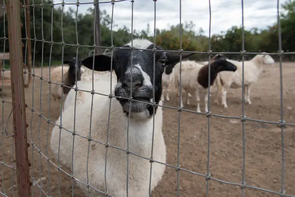 Овцы Черно Белой Головой Собираются Забора Фермерском Ранчо Готовые Кормлению Стоковое Фото