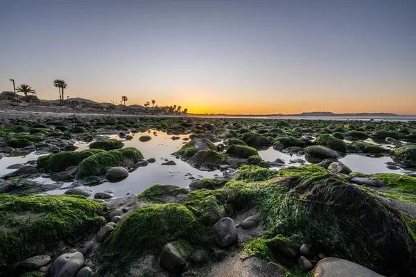 Утренний Солнечный Свет Отражающийся Ламинарии Покрытых Скользкими Скалами Бассейнов Океанских Стоковое Фото