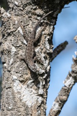 Kamuflajlı kertenkele, baharda haliçteki bir ağacın kabuğuna baş aşağı tutunur..