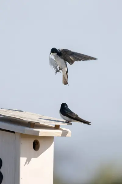 stock image Barn Swallow readying to land on wooden birdhouse carrying a large feather to build a nest.