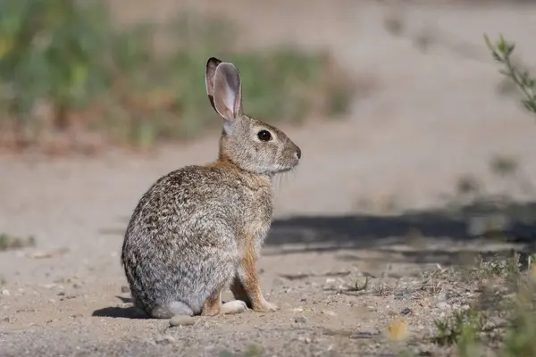 stock image Alert cotton tail rabbit has ears straight up while foraging along the hiking trail.