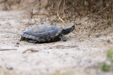 Küçük tutle, kabuğunda kumla, yürüyüş yolunda yavaşça ilerliyor..
