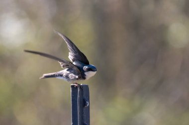 Ürkmüş Ahır Kırlangıç Kuşu kanatlarını çırpar ve tüneğinden uçmaya hazırdır..