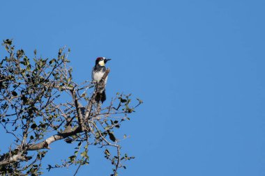Acorn Ağaçkakanı 'nı uyarın. Ağacın tepesine tutunur. Gözünüzü sağdan ayırmayın..