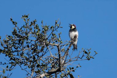 Acorn Ağaçkakanı 'nı uyarın. Ağaçların tepesinde dallanırken açık bir gagayla bağırır..