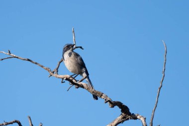 California Scrub Jay sağdan bakarken sağdan bakan ölü odun dalına tünedi mavi gökyüzüne karşı tetikte kaldı..