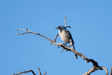 Küçük ispinoz kuşu dallara tünemiş mavi kır çiçeğinden besleniyor..