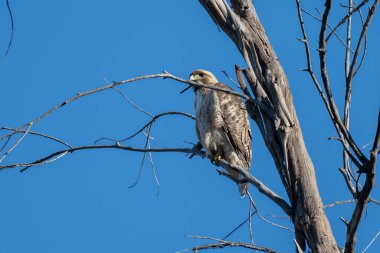Kızıl Kuyruk Şahini, Meadow Preserve 'de arkasında bahar masmavi gökyüzü olan ölü ağaç dalına tünedi.