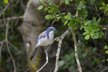California Scrub Jay 'in açık havada sabah vakti meşe ağacına tutunması..