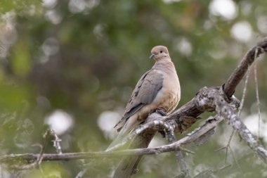 Sabah Güvercini tehlike için tetikte bekleyen ince bir odun dalına tünemiş duruyor..