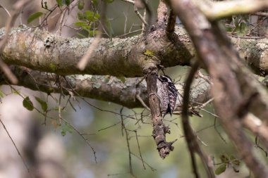 Nuttal Ağaçkakan, böcek ve yiyecek ararken meşe dalına tutunur..
