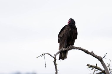 Büyük Hindi Akbabası tehlike için tetikte bekleyen ince bir odun dalına tünemiş..
