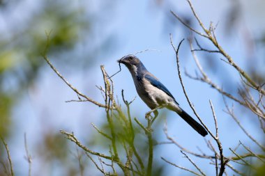 Becerikli Scrub Jay kuşunun gagasında yuva yapmak için bir bitki kökü vardır..