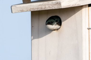 Kara Kırlangıç, yırtıcılardan korunmak için sadece küçük kafasını kuş kafesinden çıkarır..