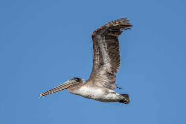 Kaliforniya Kahverengi Pelikanı, mavi gökyüzüne karşı uçarken kocaman kanatlarını çırpıyor..