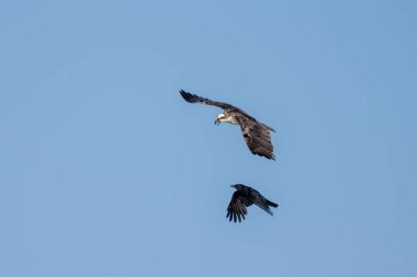 Vahşi Osprey kuşunun uçarken kanatları açıktır ve tehditkar bir karga savaşmak için yaklaşır..